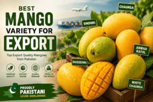 Best Mango Variety for Export including Chaunsa, Sindhri, White Chaunsa and Anwar Ratol displayed with global export and shipping background.