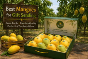 Best mangoes for gift sending in Pakistan with premium mango gift box displayed in a real mango farm orchard by MTN Mangoes