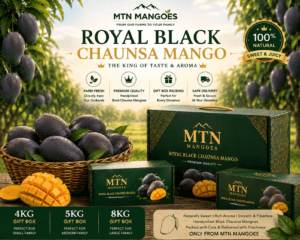 Black Chaunsa mango
