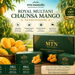 Premium Chaunsa Mango gift boxes packed fresh at MTN Mangoes farm