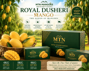Dussehri Mango premium cartons at MTN Mangoes farm
