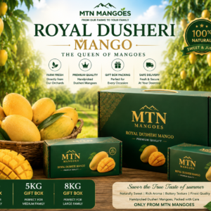 Dussehri Mango premium cartons at MTN Mangoes farm
