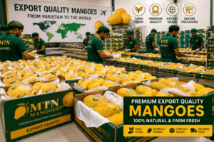 Export Quality Mangoes