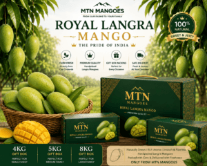 Langra Mango export packaging boxes by MTN Mangoes