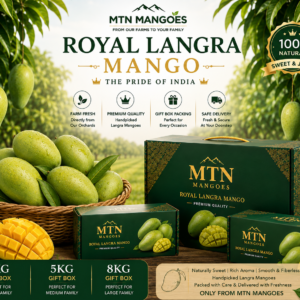 Langra Mango export packaging boxes by MTN Mangoes