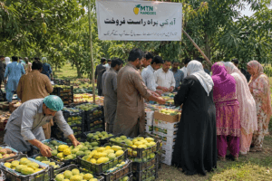 People buying fresh mangoes at a real mango farm in Pakistan
