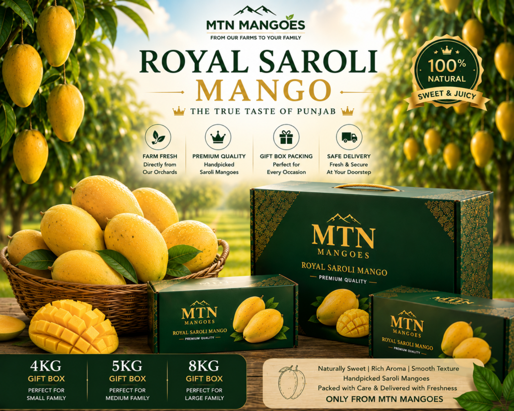 Saroli Mango gift box packaging at MTN Mangoes