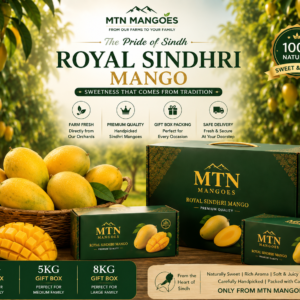 Fresh Sindhri Mango export boxes prepared by MTN Mangoes