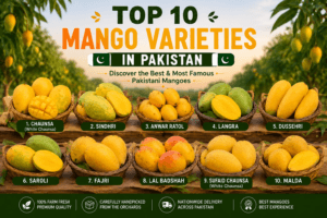 Top 10 mango varieties in Pakistan displayed in a real mango farm orchard including Chaunsa Sindhri Anwar Ratol Langra and White Chaunsa