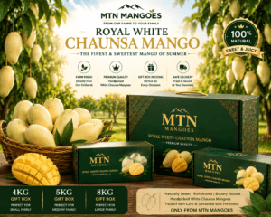 White Chaunsa Mango premium packaging at MTN Mangoes