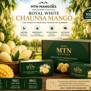 White Chaunsa Mango premium packaging at MTN Mangoes