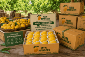Buy Chaunsa mango online farm fresh packing ready for delivery from MTN Mangoes orchard in Pakistan