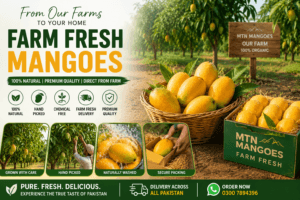 Farm fresh mangoes in Pakistani orchard with natural mango farming and fresh delivery packing by MTN Mangoes