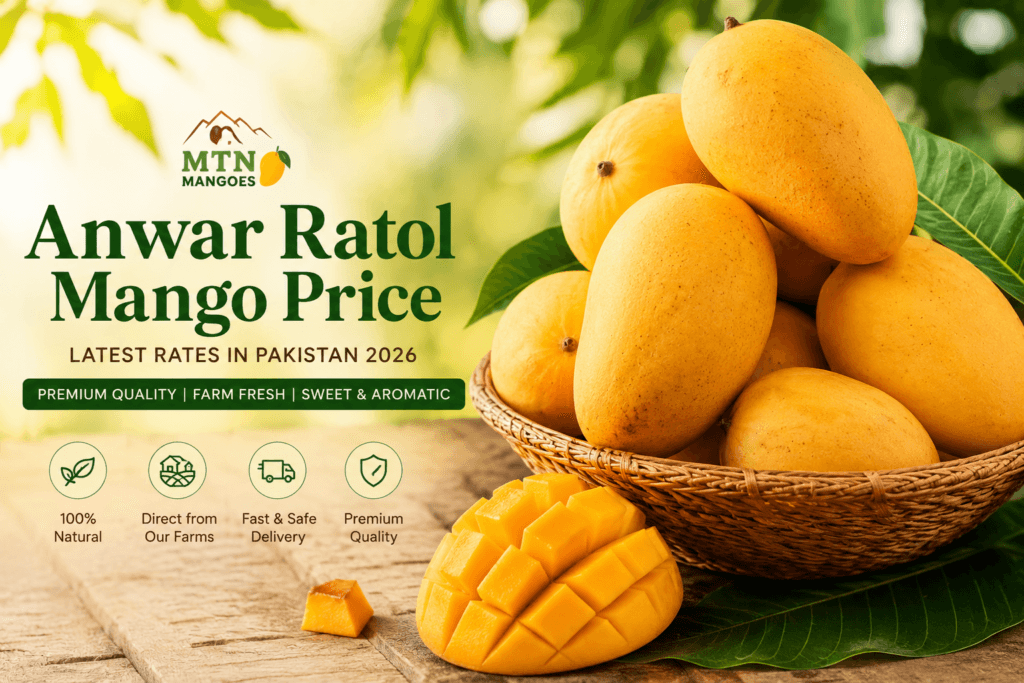 Premium Anwar Ratol mango price in Pakistan with displaying farm fresh quality